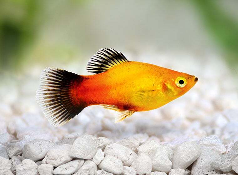 Platy