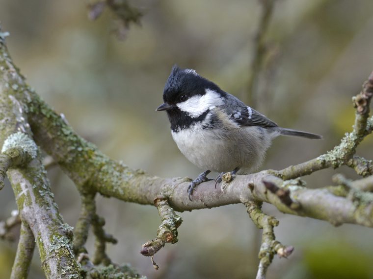 Die Haufigsten Gartenvogel Teil 3 Zooroyal Magazin