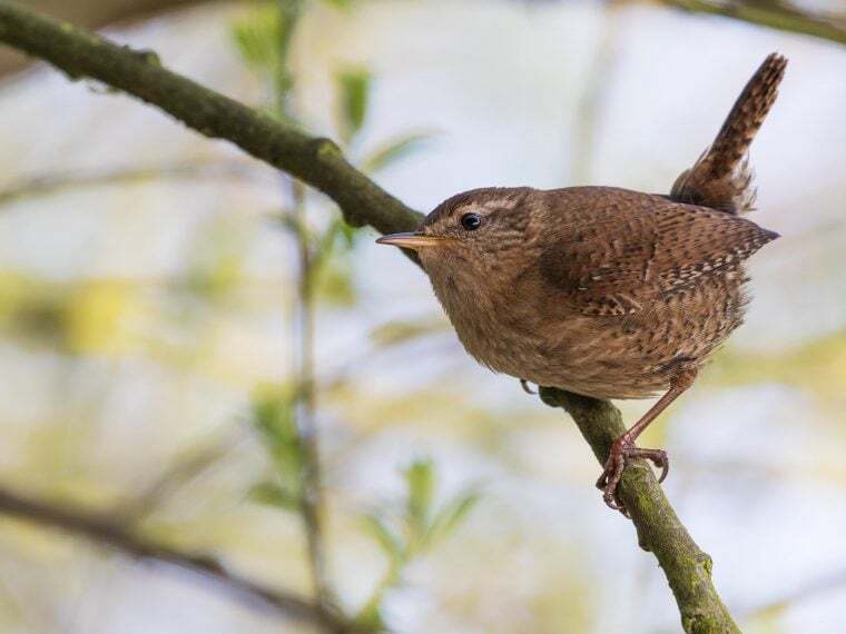 50+ Kleine Garten Vogel, So möchten wissen, welcher vogel sich in