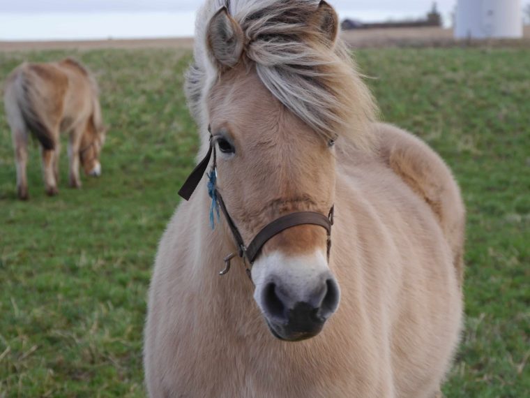 Norweger pulverbeschichtet oder in Edelrost Wandbild Fjord-Pferd Pony 