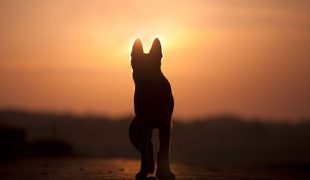 Hund im Sonnenuntergang