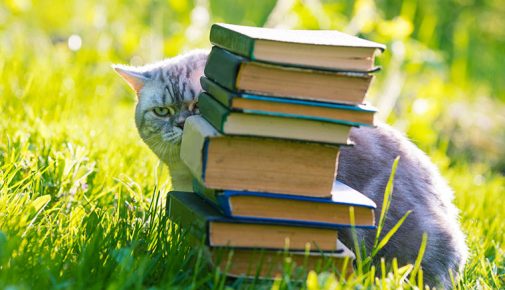 Katze mit Büchern