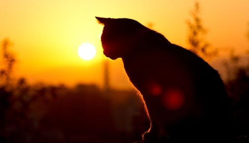 Katze im Sonnenuntergang