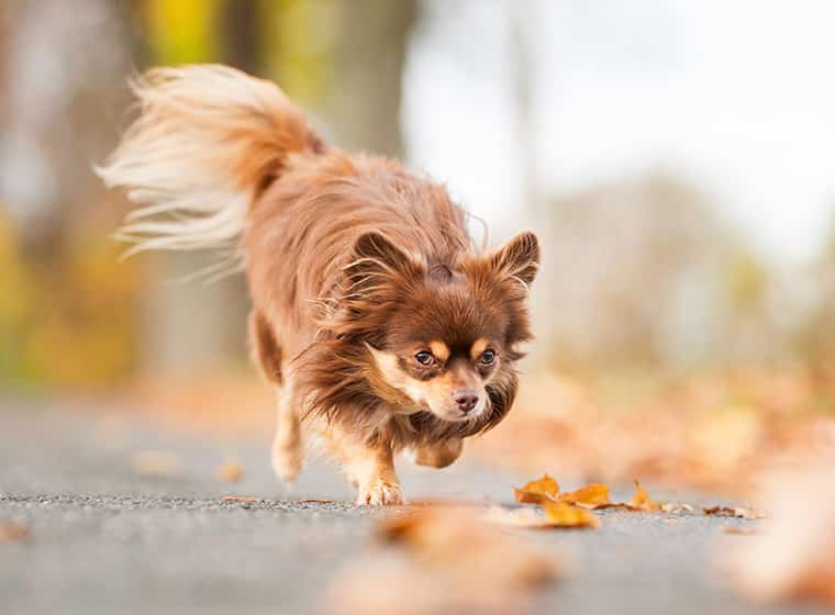 Ein Chihuahua Rettet Den Nikolausabend Zooroyal Magazin