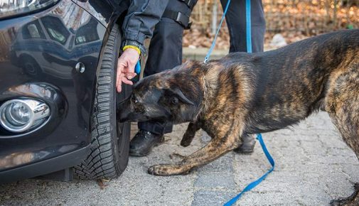 Drogenspürhunde