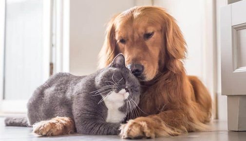 Hund und Katze