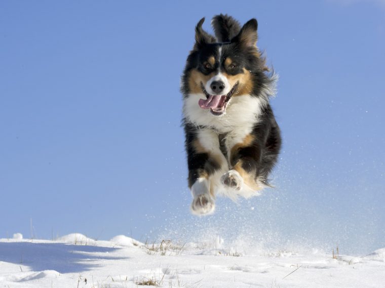 hund im schnee