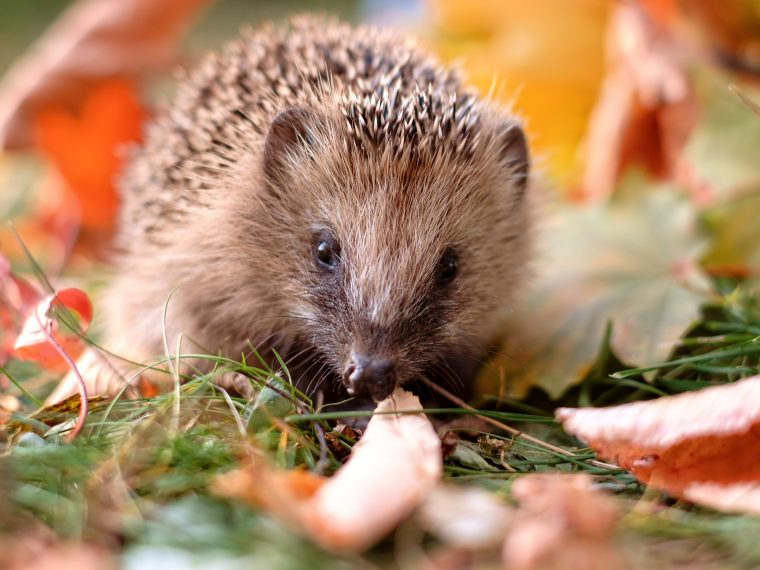 herbst igel