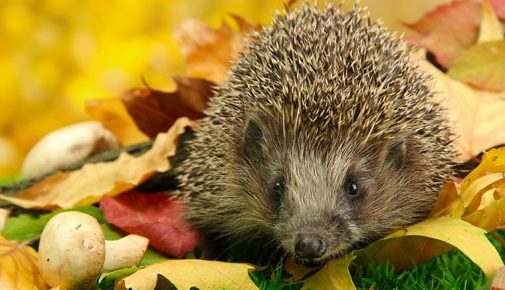 igel im herbst