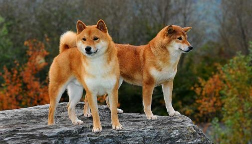 Shiba Inu