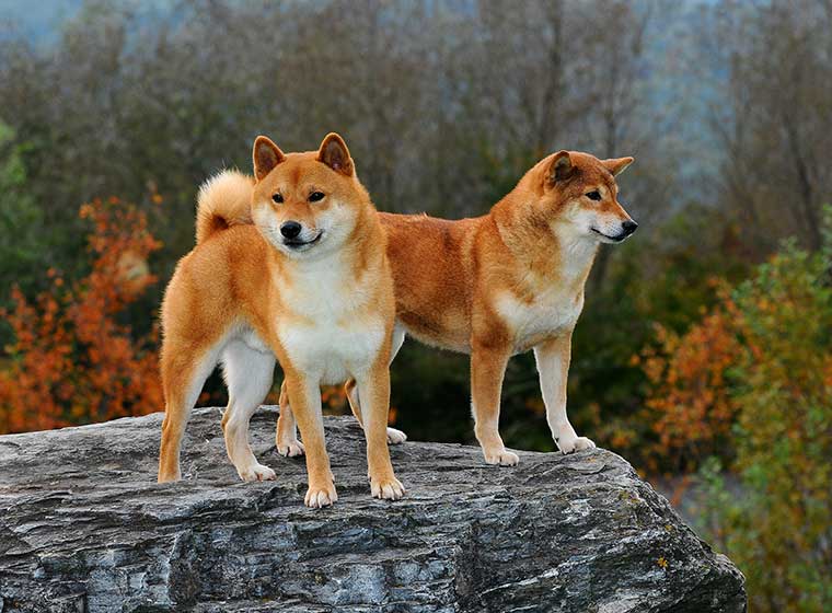 Shiba-Inu-.jpg