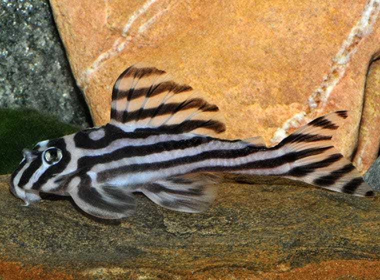 Zebrawels