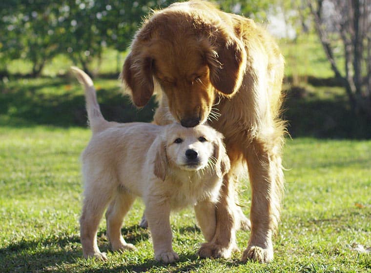 Hundemama kümmert sich liebevoll um Welpen. Später hält artgerechtes Hundefutter sie groß und stark