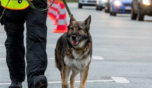 Polizeihund mit Führer