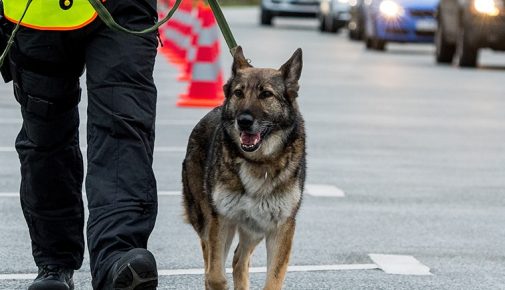 Polizeihund