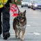 Polizeihund