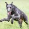 Deerhound