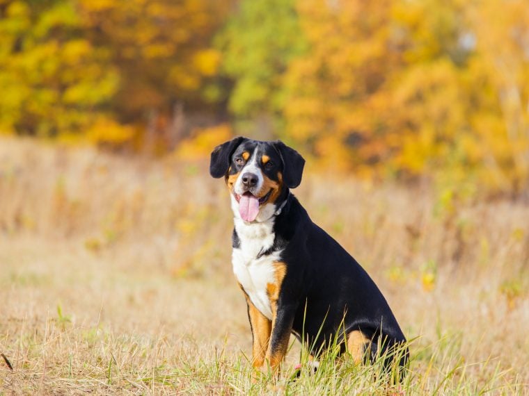 Entlebucher Sennenhund