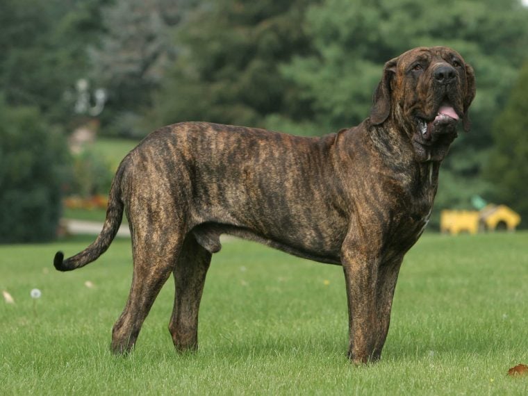 Fila Brasileiro