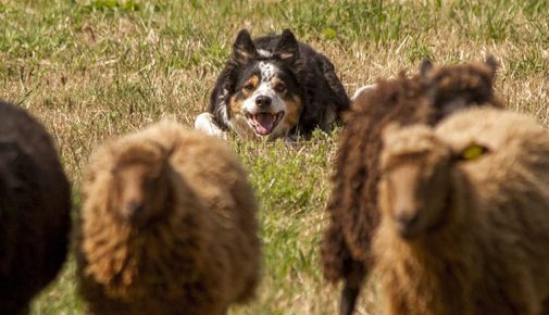 Huetehund bewacht Schafe