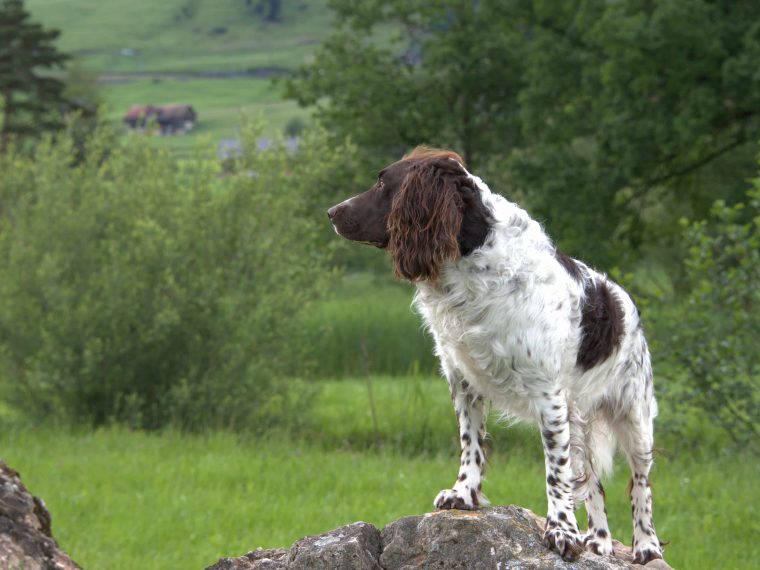 Deutscher Wachtelhund