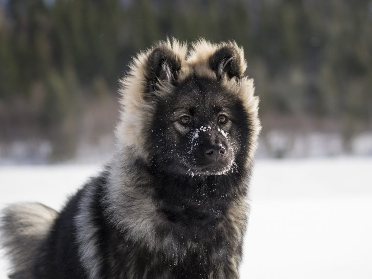 Der Eurasier im ZooRoyal Magazin