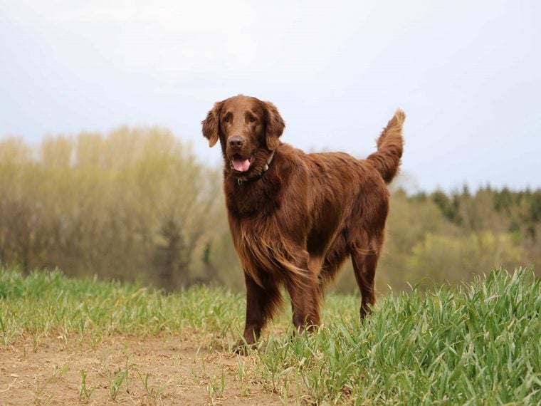 Flat Coated Retriever