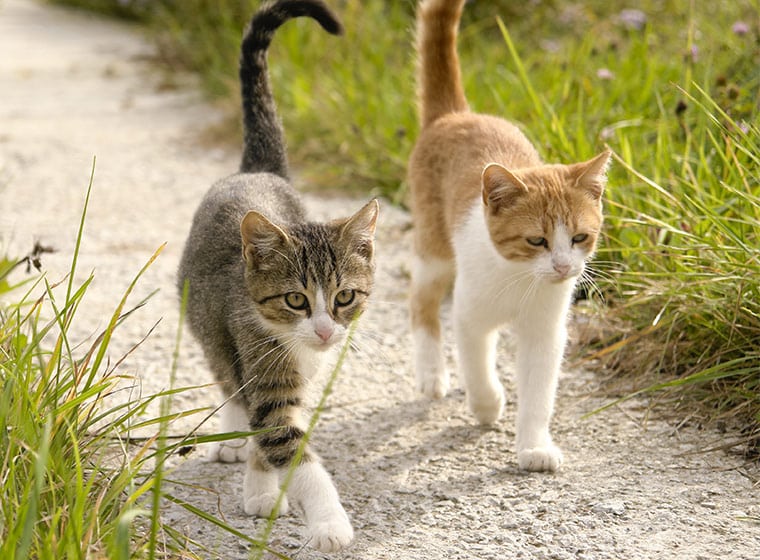 Fremde Katzen in 3 Schritten begrüßen & kennenlernen – Katzensitter-Tipps
