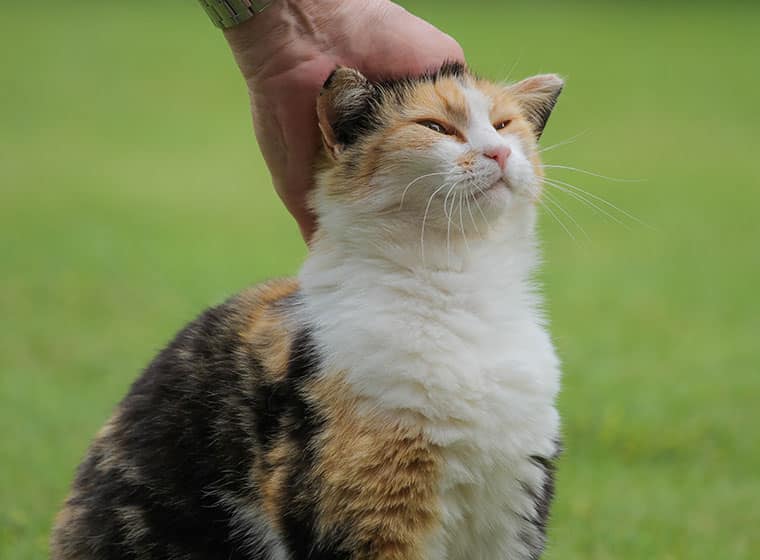 Katze Miaut Wenn Man Sie Streichelt