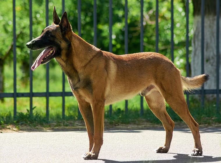 Als Gefängnishunde kommen oft Belgische Schäferhunde oder ein Malinois zum Einsatz. 