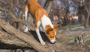 Käferspürhund