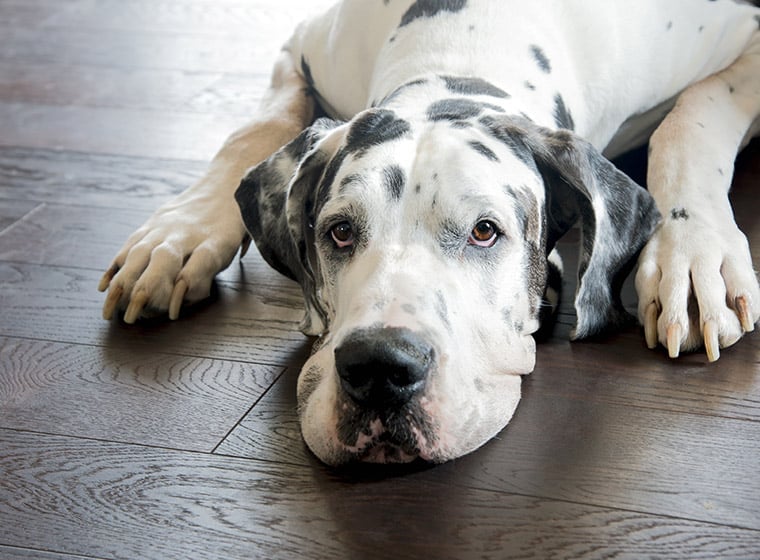 Bioresonanztherapie Hund