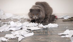 Katzenjammer Wenn Die Katze Extrem Viel Miaut Zooroyal