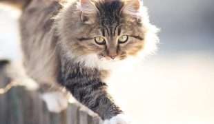 Katzenjammer Wenn Die Katze Extrem Viel Miaut Zooroyal