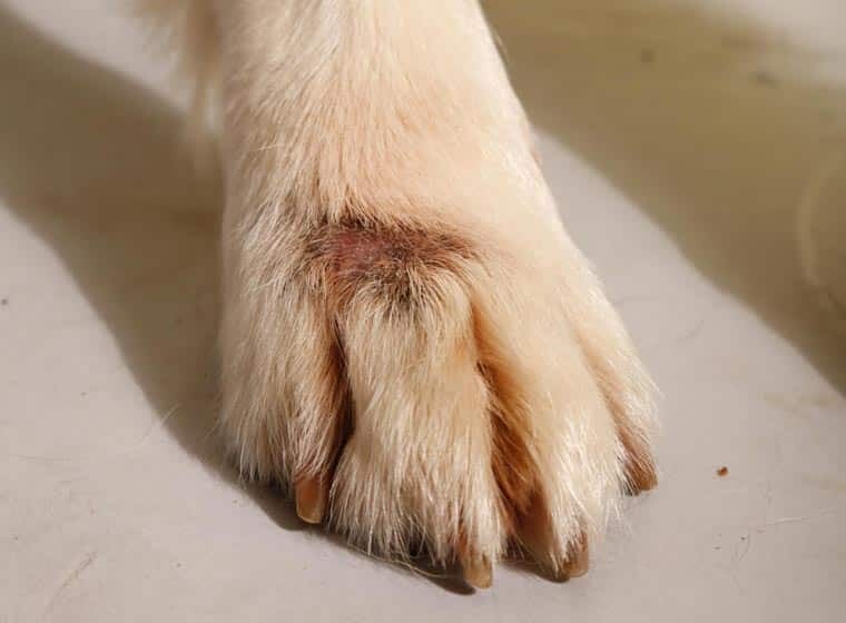 Hundepfote mit einer aufgekratzten Stelle, einem sogenannten "Hot Spot".
