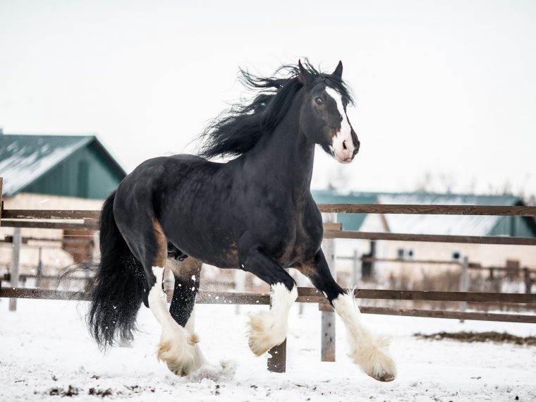 shire horse