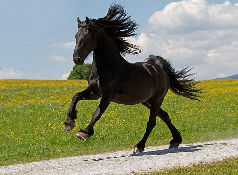 Friese