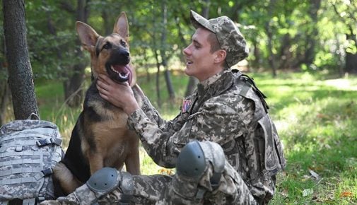 Militärhund