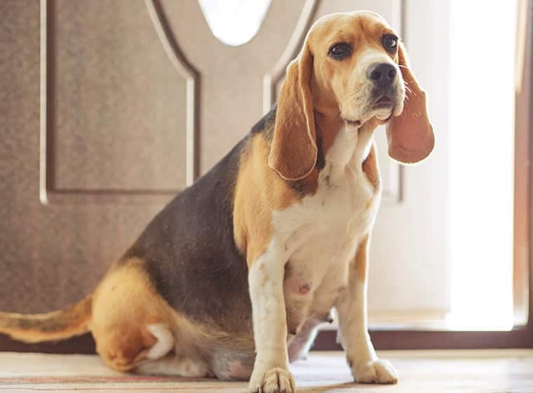 Scheinträchtigkeit oder Scheinschwangerschaft Hund