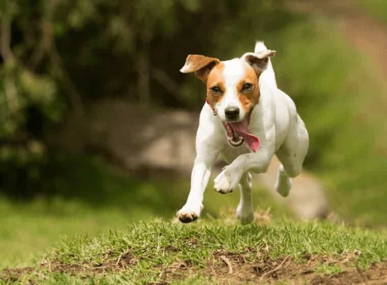 Kleiner Hund rennt über eine Wiese und springt nach vorn.