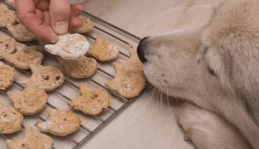 Hundekekse backen