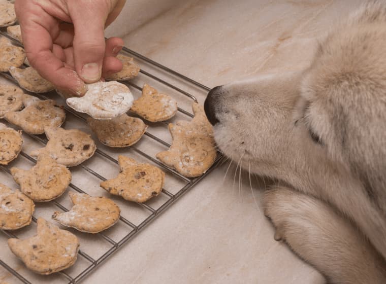 Hundekekse backen