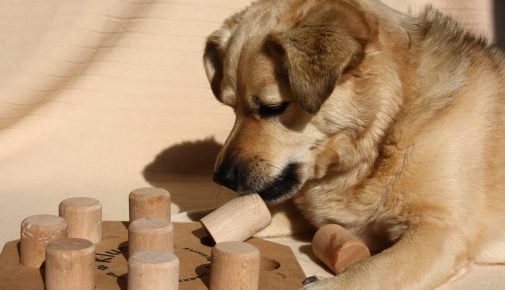 Indoor-Spiele für Hunde