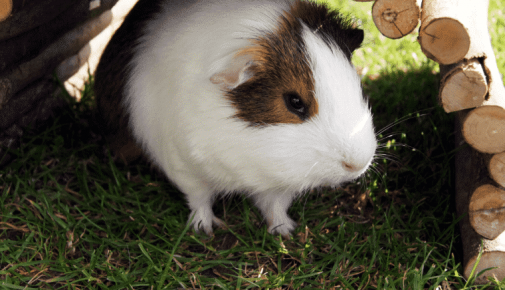 Meerschweinchen sitzt im Schatten eines kleinen Holzunterstands auf einer Wiese.
