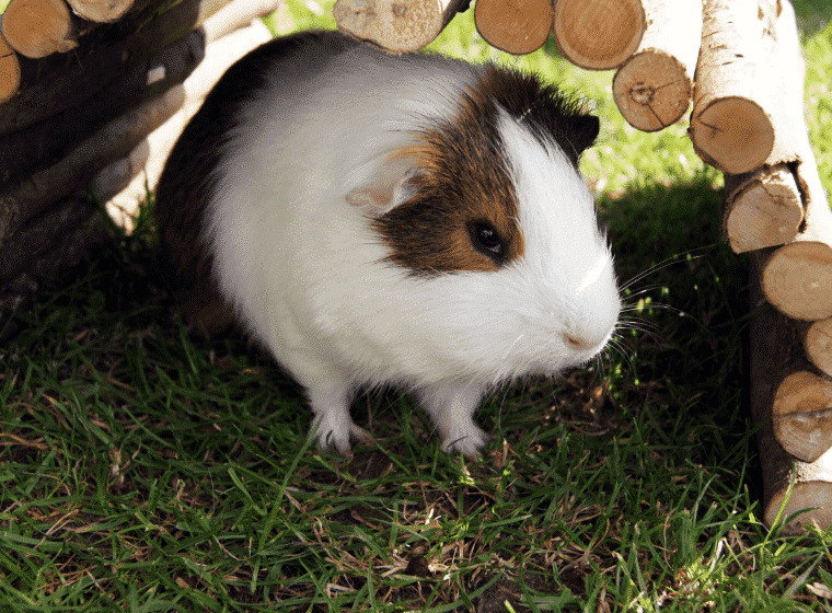 Meerschweinchen sitzt im Schatten eines kleinen Holzunterstands auf einer Wiese.