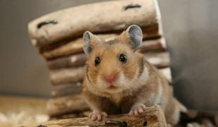 Hamster beschäftigen