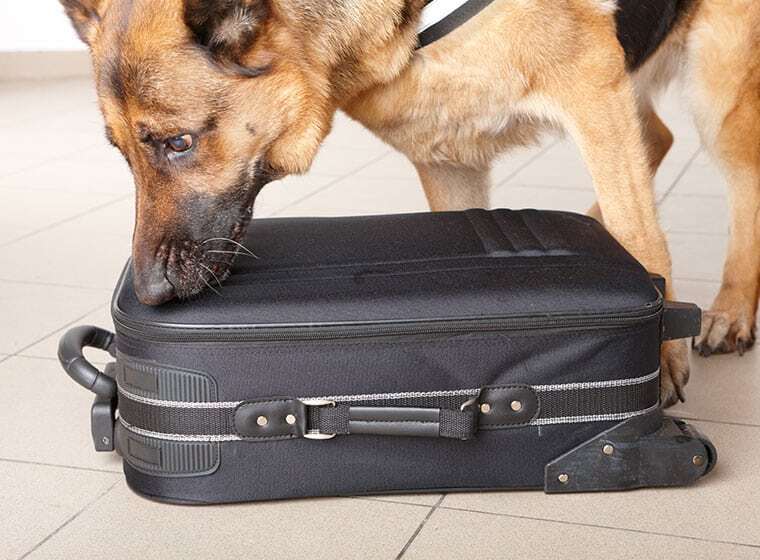 Hund untersucht mit der Nase einen Koffer bei einer Suchübung.