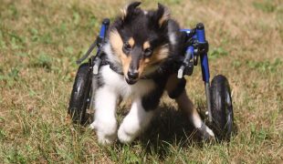 Collie mit Laufhilfe