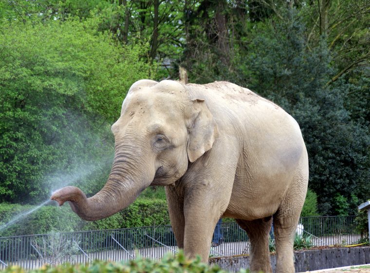 Abkühlung Elefant