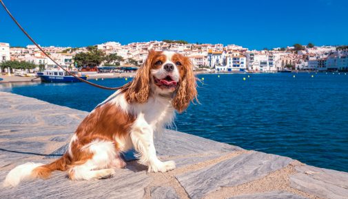 Urlaub in Europa mit Hund